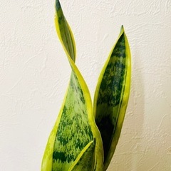 サンスベリア　ローレンティー　観葉植物　ハイドロカルチャーの画像