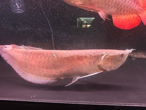 熱帯魚アロワナ
