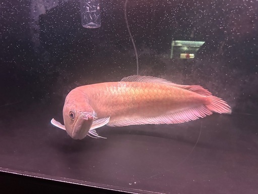 熱帯魚アロワナ