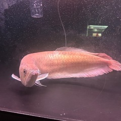 熱帯魚アロワナの画像