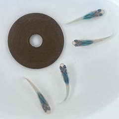 ブラックオパールシャドー メダカ 幼魚 2ペア ※2025年生まれの画像