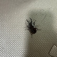オキナワヒラタクワガタ オキナワノコギリクワガタ
の画像