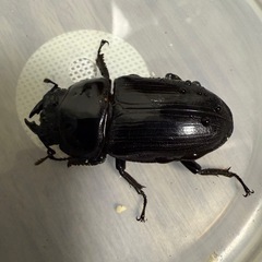 オオクワガタ♀単の画像