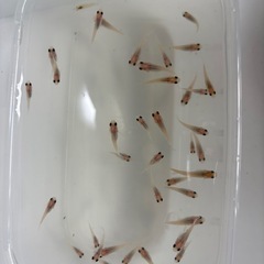パンダメダカ　3月産まれ若魚サイズ🐼複数いますの画像