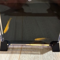 楊貴妃メダカ稚魚
の画像