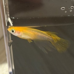 ふ〜は〜メダカ稚魚
の画像