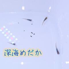 【ゲリラセール】ピンクサファイアメダカ、花魁メダカ、深海メダカ  稚魚20匹の画像