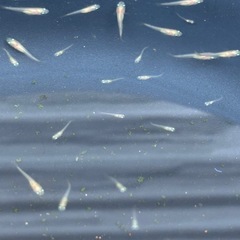 メダカ　楊貴妃　稚魚　30匹③の画像