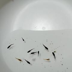第5弾　メダカ稚魚　現物出品　の画像