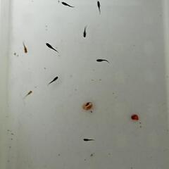 第5弾　メダカ稚魚　現物出品　の画像