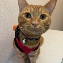 もうすぐ2歳の茶トラオス