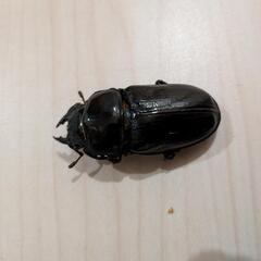 オオクワガタペア⑤　　78mmの画像