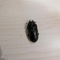 オオクワガタペア⑤　　78mmの画像