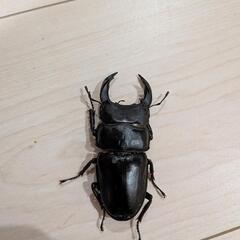 オオクワガタペア⑤　　78mmの画像