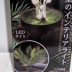パームツリーフェイクグリーンライトの画像