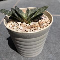 多肉植物　子宝錦の画像