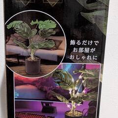 モンステラ　フェイクグリーンライトの画像