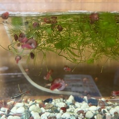 淡水魚や熱帯魚の水槽の掃除にレッドラムズホーン！の画像