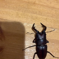 那須産ノコギリクワガタの画像