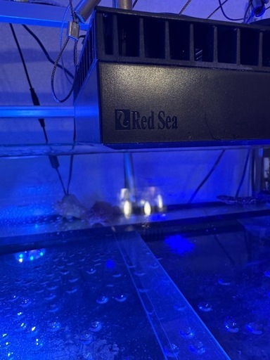 Red Sea ReefLED 90 サンゴ用LED照明 
