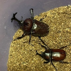 75mm（7.５cm）の巨大カブトムシの画像