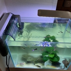 水槽セット　生体付き　夏休みセットの画像