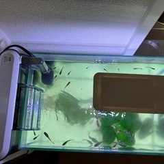 水槽セット　生体付き　夏休みセットの画像