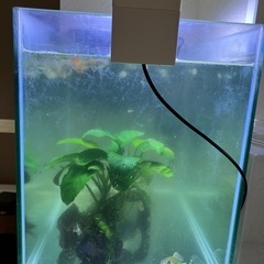 水槽セット　生体付き　夏休みセットの画像