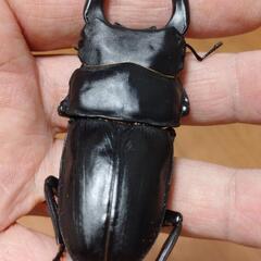 オオクワガタ能勢SR血統♂♀ペア㊳の画像