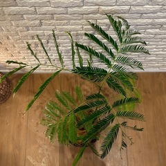 ❇️夜になると葉を閉じて眠る観葉植物【エバーフレッシュ】✨の画像