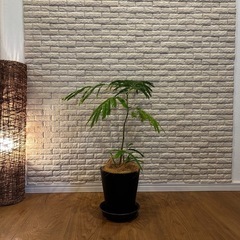 ❇️夜になると葉を閉じて眠る観葉植物【エバーフレッシュ】✨の画像