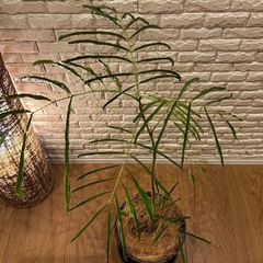 ❇️夜になると葉を閉じて眠る観葉植物【エバーフレッシュ】✨の画像