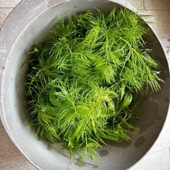 マツモ 水草の画像
