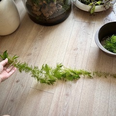 マツモ 水草の画像