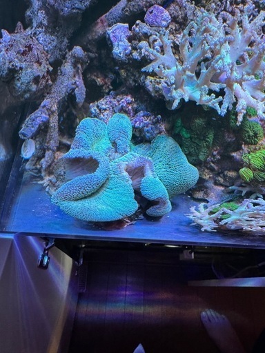 イボハタゴイソギンチャク