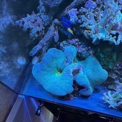 イボハタゴイソギンチャクの画像