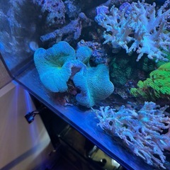 イボハタゴイソギンチャクの画像