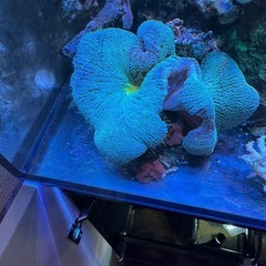 イボハタゴイソギンチャクの画像