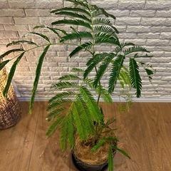 ❇️夜になると葉を閉じて眠る観葉植物【エバーフレッシュ】✨の画像