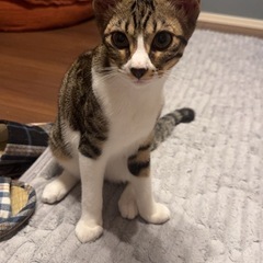 【急募】白キジパパとベンガルハーフママの10ヶ月猫ちゃん【…