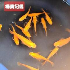 ★お盆休み限定︎★オロチ&楊貴妃めか20匹＋‪α④の画像