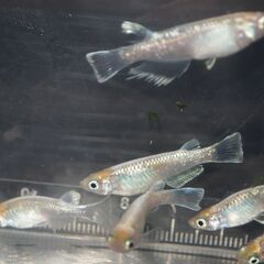 メダカ　イエローマリアージュ卵　５０位　産卵床付きの画像