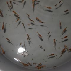 メダカ　忘却の翼稚魚（１㎝以上）　15匹の画像