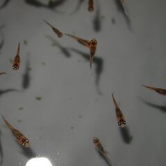 メダカ　忘却の翼稚魚（１㎝以上）　15匹の画像