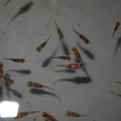 メダカ　忘却の翼稚魚（１㎝以上）　15匹の画像