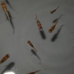 メダカ　忘却の翼稚魚（１㎝以上）　15匹の画像