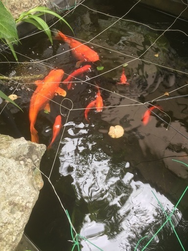 錦鯉
