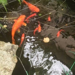 錦鯉の画像