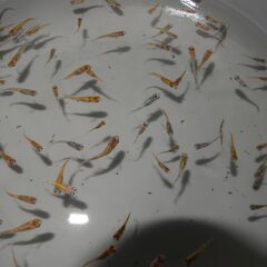 メダカ　ユリシス稚魚（１㎝前後）　18匹の画像