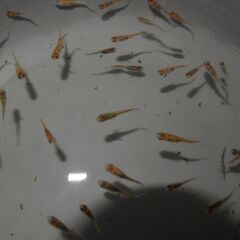 メダカ　ユリシス稚魚（１㎝前後）　18匹の画像